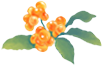 Weekly Herb | Jinan Ethnic Hospital Introduces "Safflower"