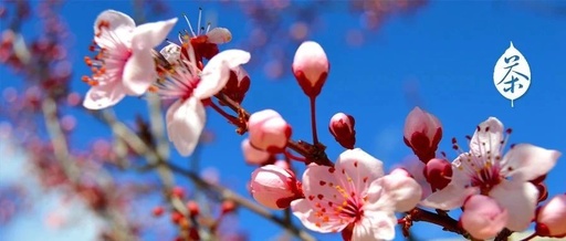Spring Equinox: Achieving Yin-Yang Balance for Health