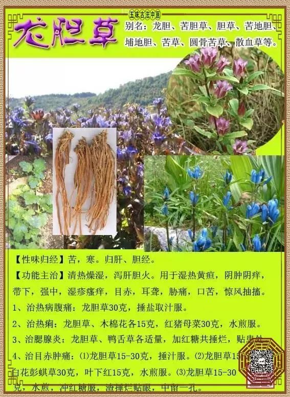A TCM Perspective: The Impact of Liver and Gallbladder Damp-Heat on the Whole Body, A Formula for Dampness Elimination and Detoxification