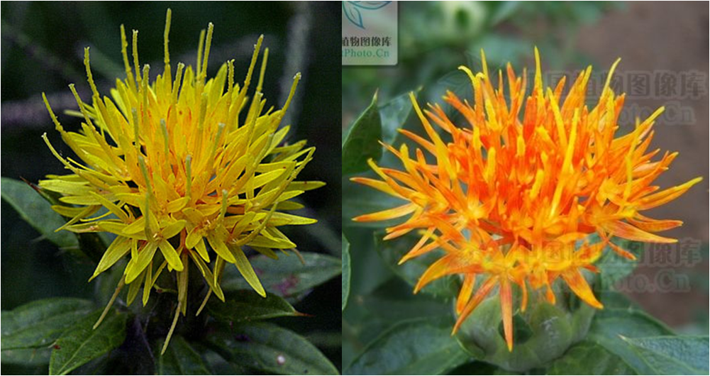Daily Herb: 42 - Safflower, Do You Know Its Origins?