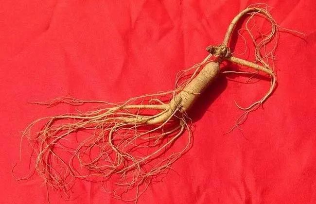 The Effects and Benefits of Ginseng: How to Consume Ginseng for Best Results