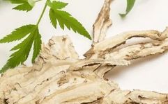 Understanding Angelica Sinensis: Its Processing and Applications