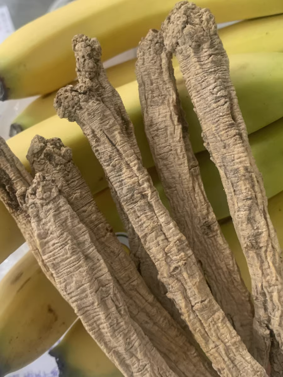 A Detailed Discussion on Dong Shen (Codonopsis pilosula): Uses and Identification