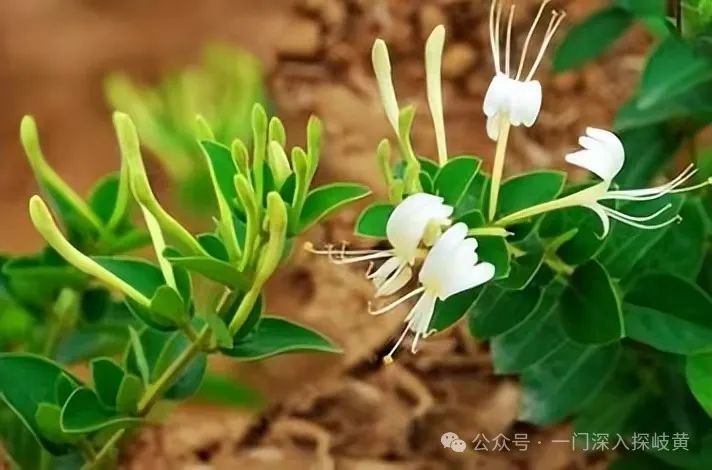 A Few Medical Insights on Jin Yin Hua (Honeysuckle)