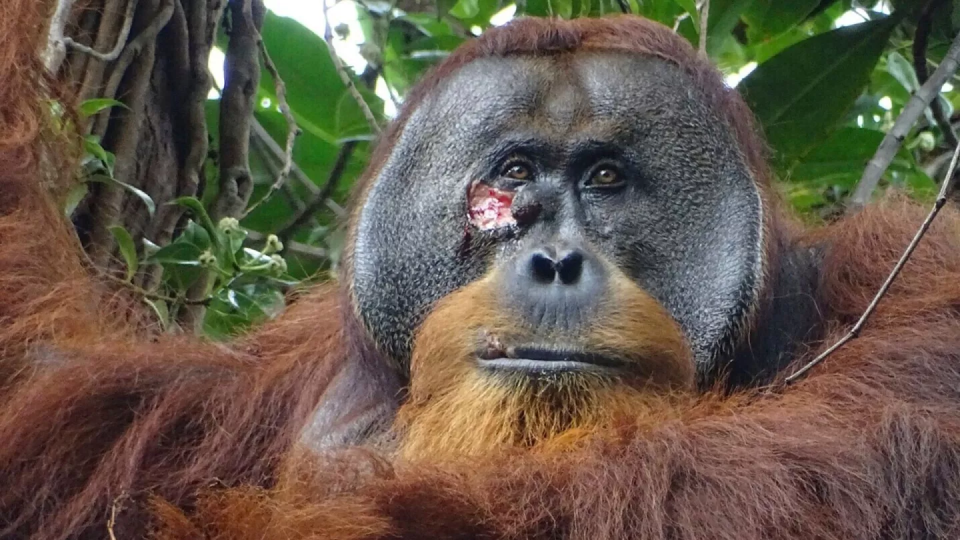 Orangutan Self-Medicates with Herbal Remedy for Wound Healing: A Month Later, Complete Recovery!