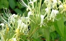 The Dispute Between Honeysuckle and Mountain Honeysuckle