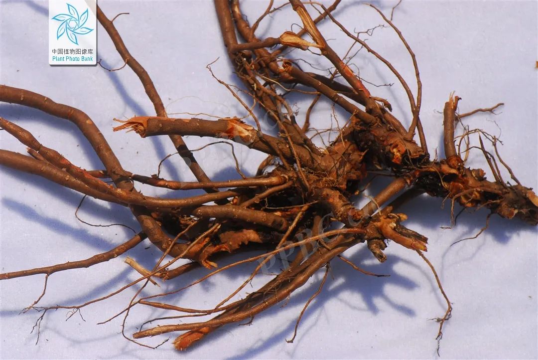Understanding Bai Shao (White Peony) in Traditional Chinese Medicine
