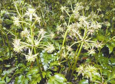 Essential Knowledge of Chinese Medicine: Huang Lian (Coptis)