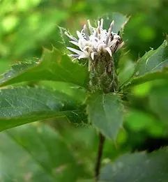 Atractylodes (Traditional Chinese Medicine Encyclopedia, Chinese Herbal Medicine)