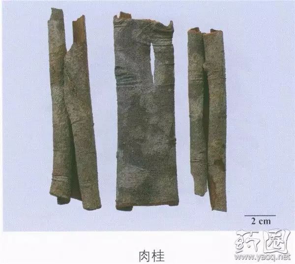 Learn About Cinnamon: A Key Traditional Chinese Medicine Herb