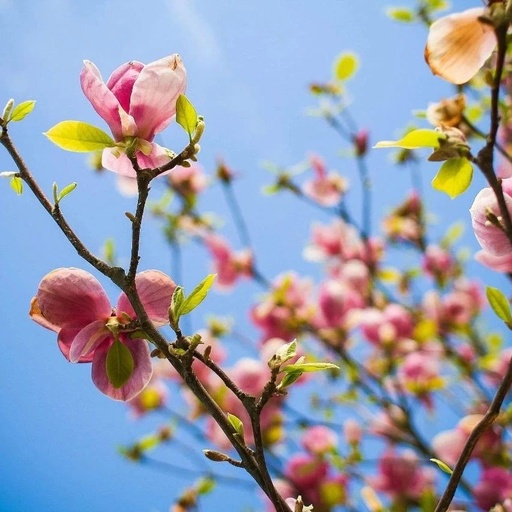 Does Adding Fu Zi Enhance the Treatment of Damp-Heat Conditions?