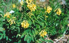 Traditional Chinese Medicine: Astragalus Root (Huang Qi)