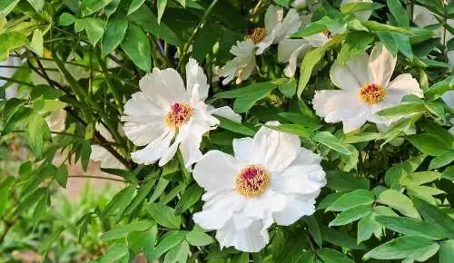 The Magical Effects and Functions of Bai Shao (White Peony)