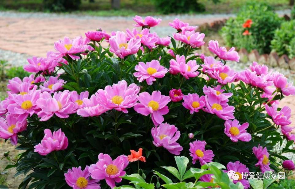 The Efficacy and Medicinal Uses of Bai Shao (White Peony)