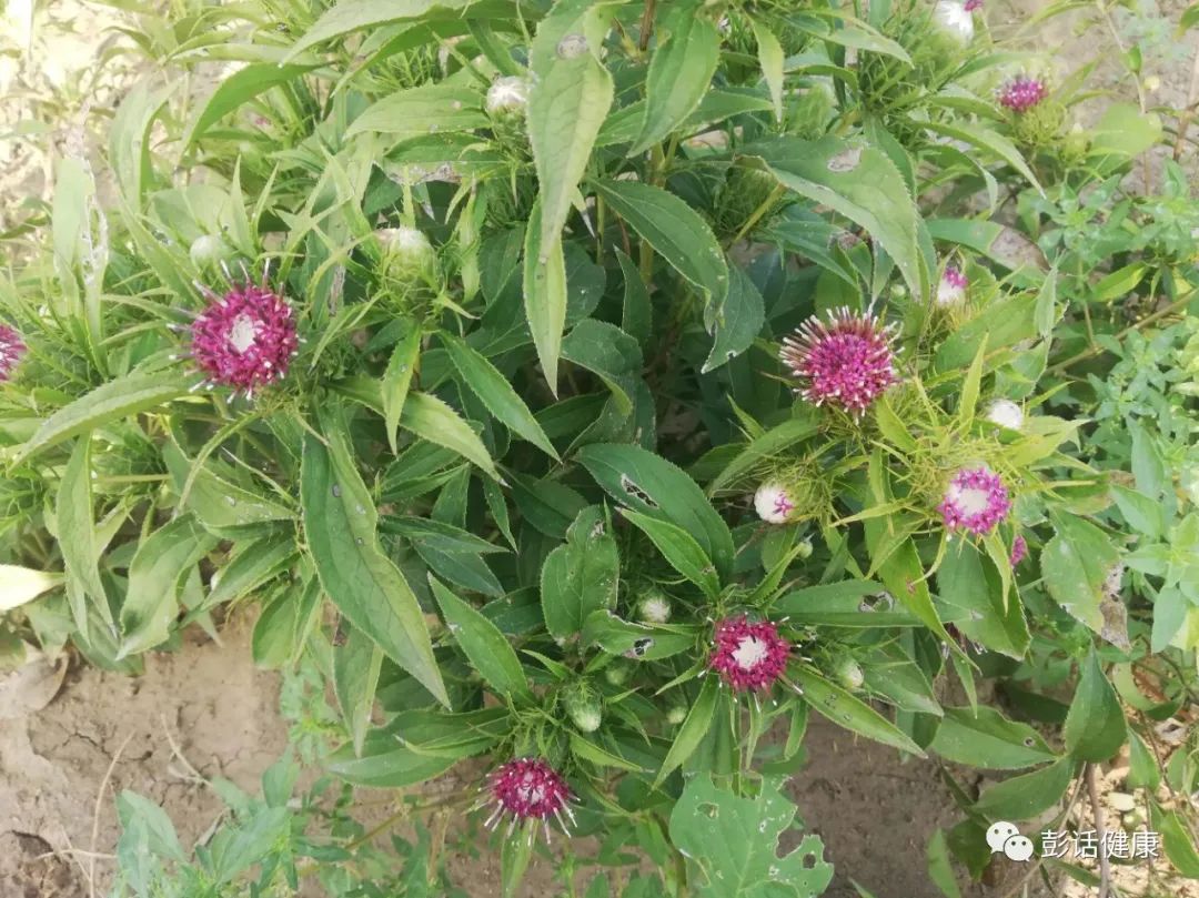Daily Learning of a Chinese Herb: Atractylodes