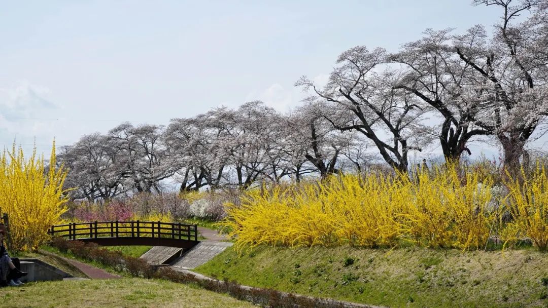 Aromatic Profile | Forsythia suspensa