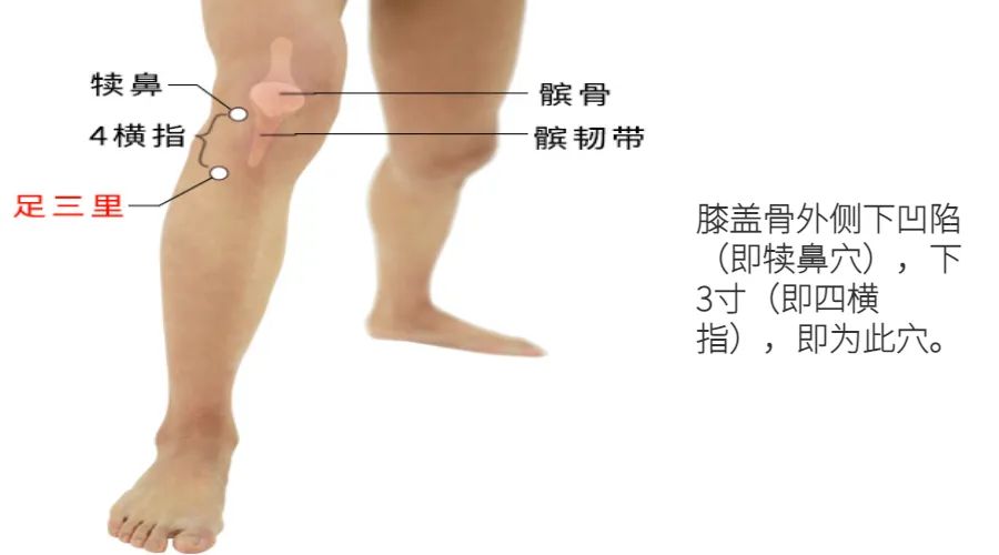Warming Yang: The Primary Acupoint for Warming Meridians and Treating Cold Extremities, Joint Cold, and Cold in the Lower Back and Legs, Essential for Winter
