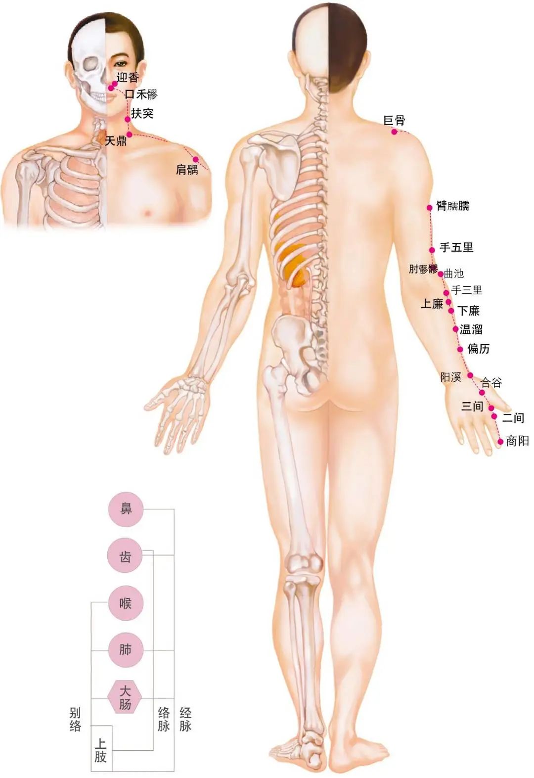 Diagram of the Twelve Meridians (Latest)
