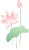 Four Medicinal Variants of Fu Ling with Distinct Effects