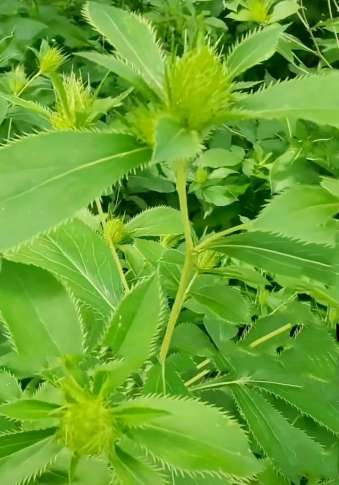 How to Consume Cang Zhu (Atractylodes)