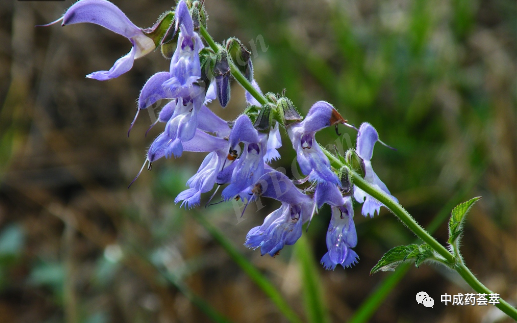 Premium Chinese Herbal Medicine | Danshen (Salvia miltiorrhiza)
