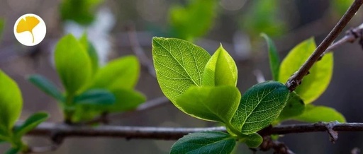 Xinglin Morning Report | Sore Throat, Fever, Cough? Wind-Heat Cold is Coming! A Classic Formula Can Solve It