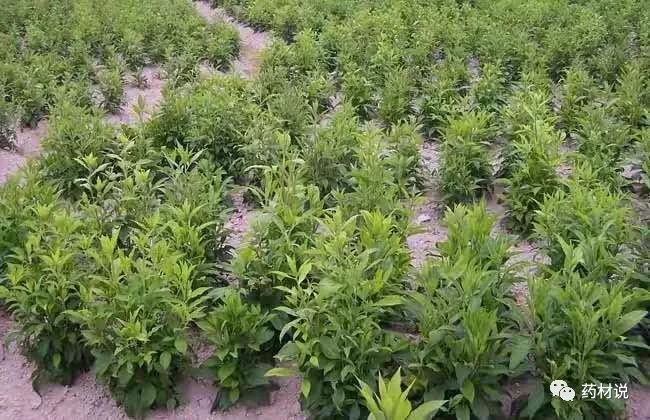 High-Yield Cultivation Techniques for Atractylodes (Cang Zhu)
