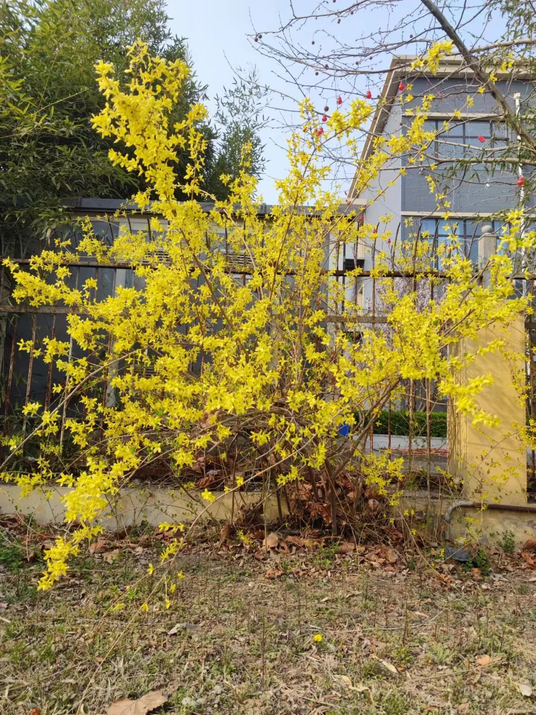 Understanding Forsythia: The Golden Flower of Spring