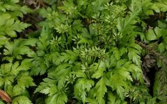 Identification of the Chinese Herbal Medicine Huanglian