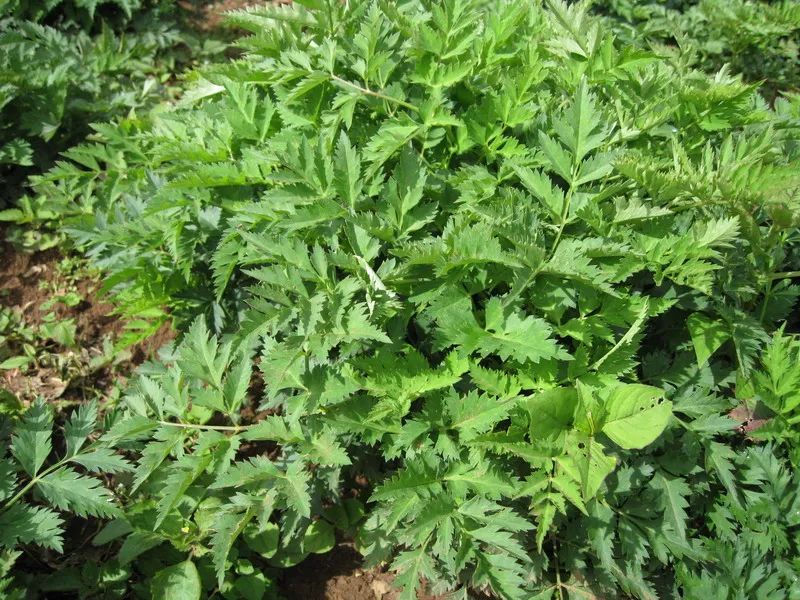 Understanding the Benefits of Chuanxiong (Ligusticum chuanxiong) for Promoting Blood Circulation and Qi Flow