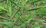 Dried Ginger (Gan Jiang) - A Comprehensive Overview