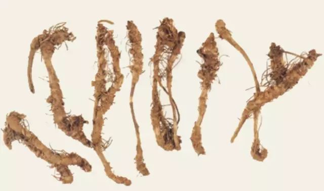 Understanding Huang Lian: A Comprehensive Overview of Coptis