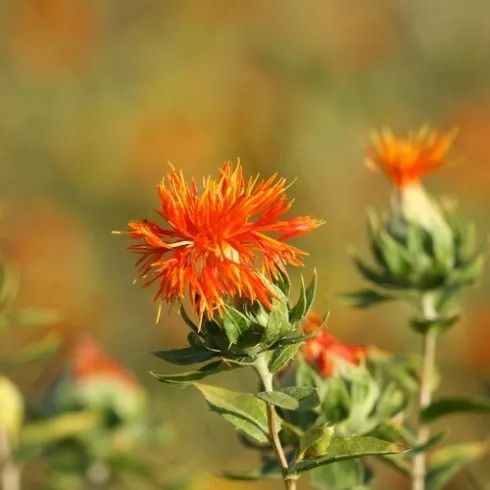 Blood-Activating and Menstrual Regulation Herbs