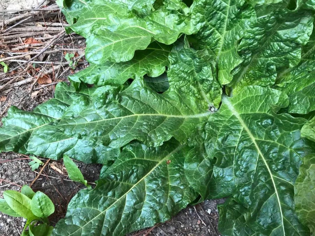 The Roots of Human-Like Plants: Not Just Ginseng, but Also the Old Poisonous Ones
