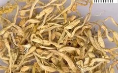 Honeysuckle (Jin Yin Hua) - A Comprehensive Overview from Historical Materia Medica