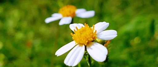 Dietary Recommendations for Children with External Pathogenic Illnesses | Health Diary (141)