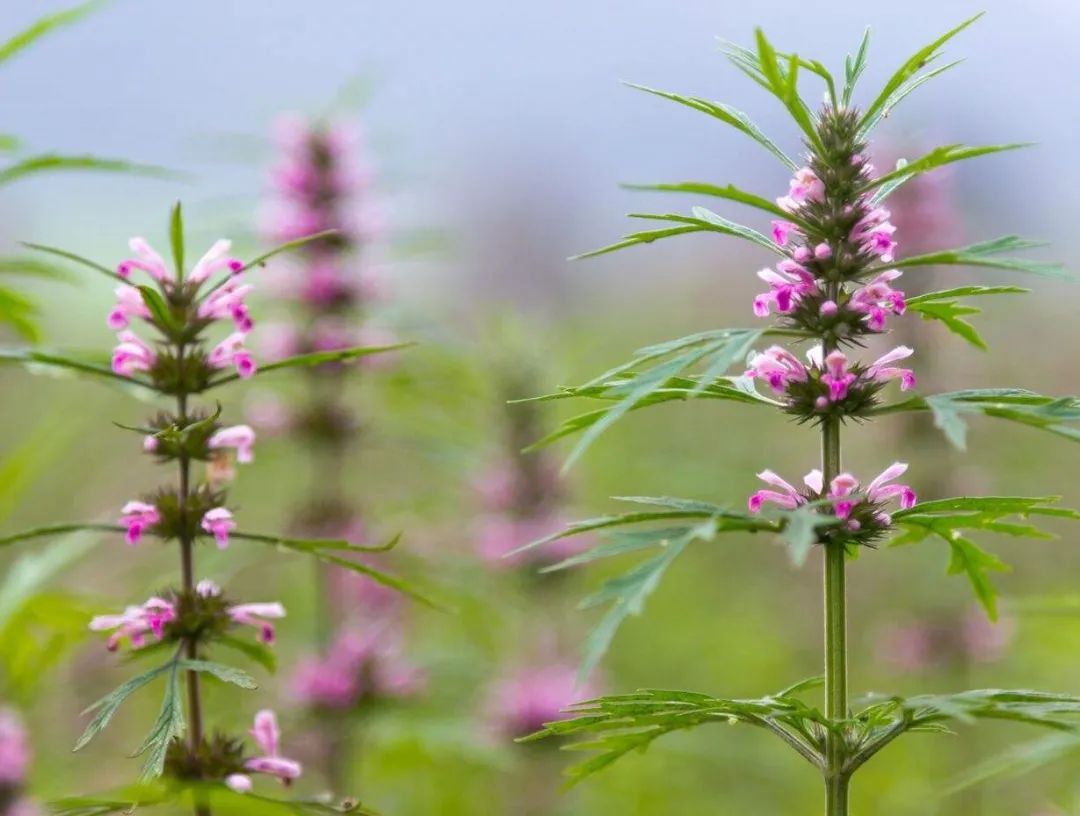 Five Blood-Invigorating Herbs: The "Holy Medicines" for Blood Stasis and Regulation of Blood Stasis Constitution