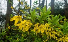 Comprehensive Guide to Herbs: The Efficacy and Functions of Lian Qiao (Forsythia)