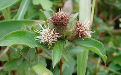 Daily Learning of a Chinese Herb: Atractylodes