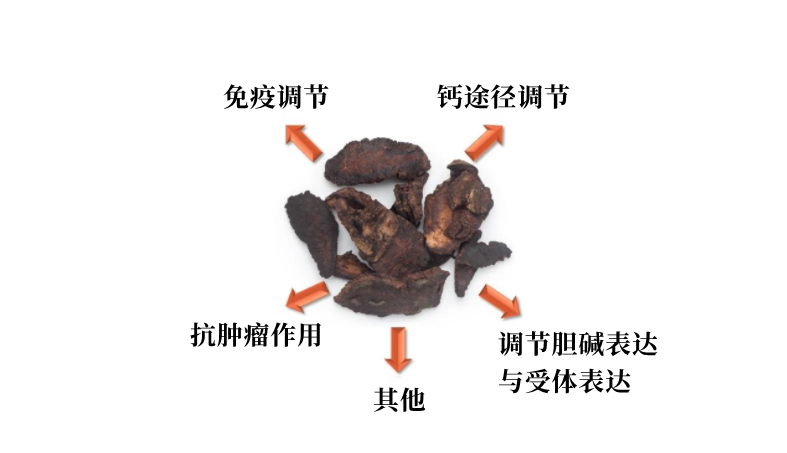 The Significant Effects of Cooked Rehmannia (Shu Di Huang)