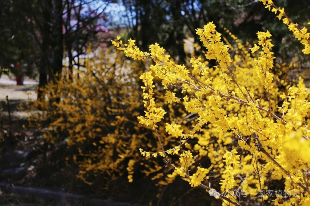 Spring or Forsythia? Distinguishing Their True Appearance