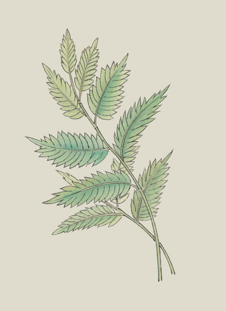Exploring the Compendium of Materia Medica: A Masterpiece of Natural History