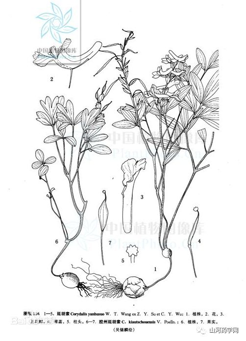 Bencao Gangmu: Yán Hú Suǒ (Corydalis Yanhusuo)
