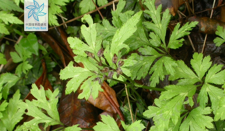 Coptis chinensis: A Comprehensive Overview of Its Characteristics, Habitat, and Medicinal Uses