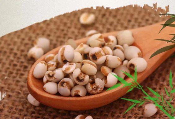 How to Cultivate Coix Seed (Yi Yi Ren)