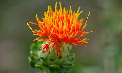 Understanding "Hong Hua" (Safflower) in Traditional Chinese Medicine