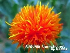 The Benefits and Effects of Safflower: What Are the Pros and Cons of Drinking Safflower Tea?