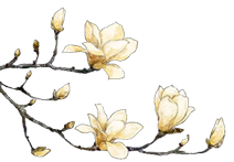 Chuanxiong Rhizoma: A Comprehensive Overview