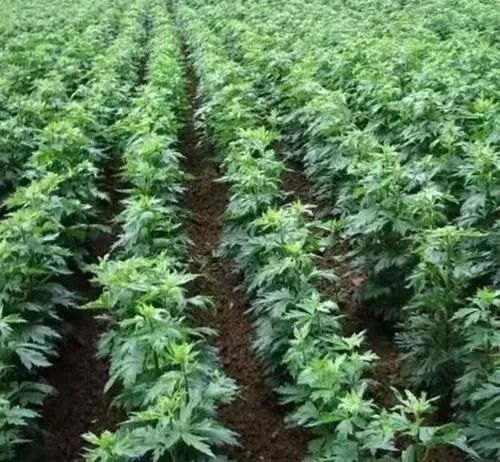 Weekly Herb - Fu Zi (Aconite)