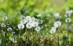 Dandelion: A Natural Antibiotic for Clearing Heat, Detoxifying, Reducing Swelling, and Promoting Urination